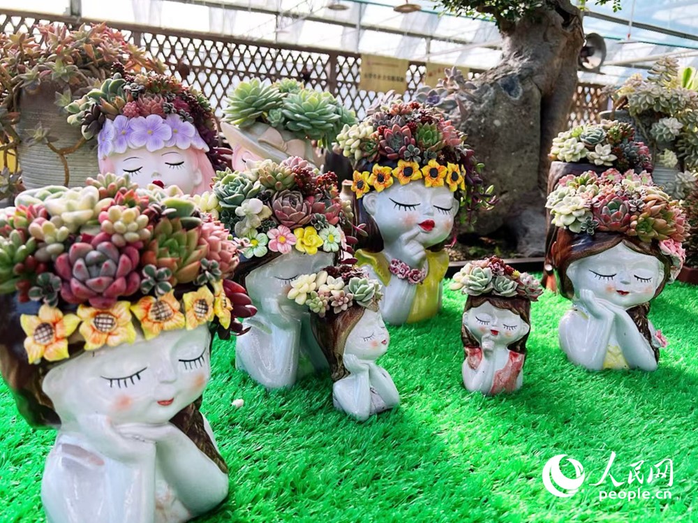 富有藝術造型的多肉盆栽惹人愛。人民網記者 鐘巧花攝